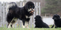 tibetan mastiff