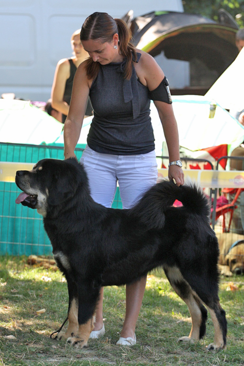 tibetsk mastiff - MVP Bratislava