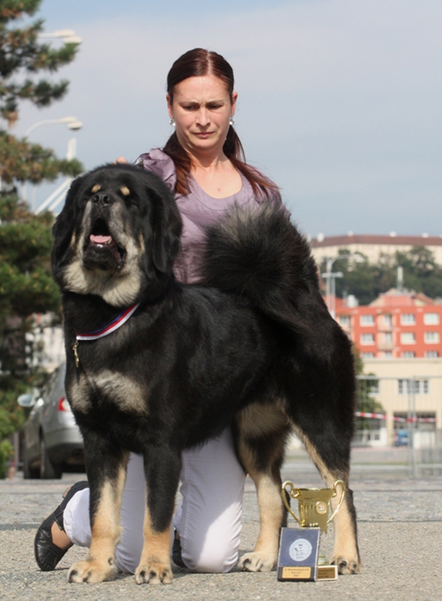 tibetsk mastiff - Klubov vstava KTD Hemanv Mstec