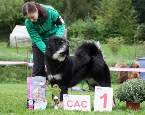 tibetsk mastiff - Klubov vstava KTD Hemanv Mstec