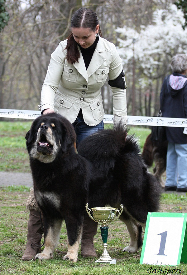 tibetan mastiff BRAL MA AJAYA GANGPORI