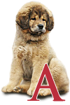tibetsk mastiff - vrh A