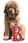 tibetsk mastiff - vrh B