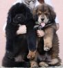 tibetan mastiff - litter B Gangpori