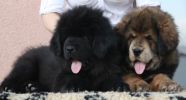 tibetan mastiff - litter B Gangpori