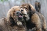 tibetan mastiff - litter B Gangpori