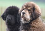 tibetan mastiff - litter B Gangpori