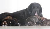 tibetan mastiff - litter B Gangpori