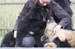 tibetan mastiff - litter B Gangpori