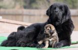 tibetan mastiff - litter B Gangpori