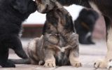 tibetan mastiff - litter B Gangpori