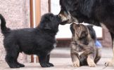 tibetan mastiff - litter B Gangpori