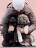 tibetan mastiff - litter B Gangpori