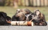 tibetan mastiff - litter B Gangpori