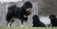 tibetsk mastiff