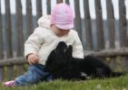 tibetsk mastiff - vrh B Gangpori