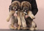 tibetsk mastiff