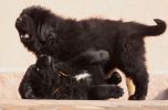 tibetan mastiff - litter B Gangpori