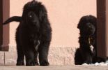 tibetan mastiff - litter B Gangpori