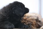 tibetan mastiff - litter B Gangpori