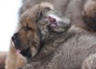 tibetsk mastiff