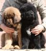 tibetsk mastiff - vrh B Gangpori