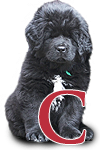 tibetsk mastiff - vrh C