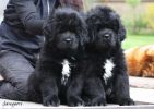tibetsk mastif - vrh C Gangpori
