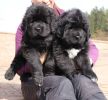 tibetan mastiff