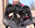 tibetan mastiff