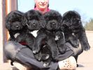 tibetan mastiff