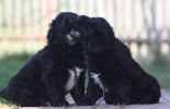 tibetsk mastiff