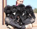 tibetsk mastiff