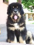 tibetsk mastiff