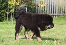 tibetsk mastiff